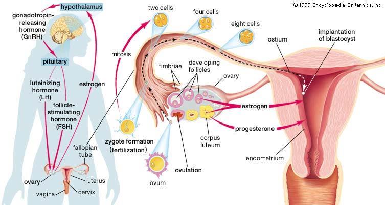 regulacija hemodinamskih i metaboličkih