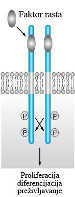 Receptori sa enzimskom aktivnošću Guanil-ciklazna aktivnost (ANP, BNP) Ser/Thr kinazna aktivnost (AMH) Tyr kinazna aktivnost (insulin, IGF-1) Intrinzička