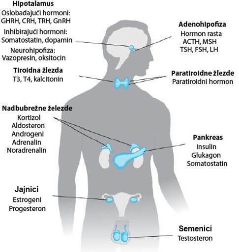 Integrisana mreža organa različitog embrionalnog porekla koji oslobađaju hormone čija hemijska struktura varira od derivata AK i holesterola do malih proteina, a koji deluju kako na