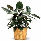 Nëse sasia e kimikateve të dëmshme në ajër është e madhe, gjethet e bimës së aloes do të shfaqin njolla kafe. Spatifili Kjo është një bimë me lule të mrekullueshme dekorative.