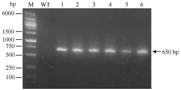 Botrytis cinerea T-DNA. / 2011 51 2 205 pcambiai1390 15 T-DNA 5 patmt 100 μg / ml DNA PCR 2 T-DNA T-DNA 5 T-DNA left border LB LB 59% - 90% T-DNA transformants of Botrytis cinerea.