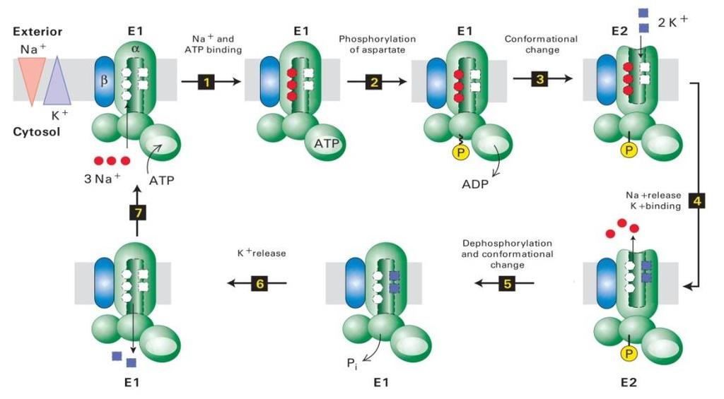 انواع مختلف انتقال فعال توسط پمپ های مختلفی صورت می گیرد: 2-3-1-1- انتقال دهندههای ATPase نوع P انتقال دهنده های کاتیونی با دو نوع زیرواحد α و β هستند و ضمن انتقال مواد فسفریله و دفسفریله میشوند.
