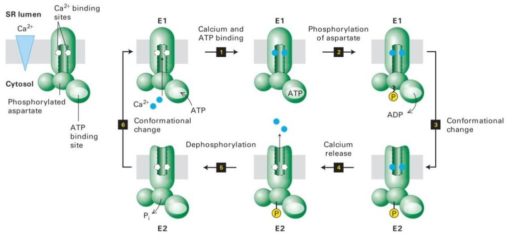 2 ب( پمپ :Ca ATPase پمپ 2 Ca ATPase در غشای پالسمایی غشای شبکه آندوپالسمی و غشای شبکه سارکوپالسمی وجود دارد.