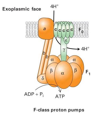 2-3-1-3- انتقال دهنده های نوع F بعنوان H ATPase با هیدرولیز ATP یون را پمپ H می کنند.