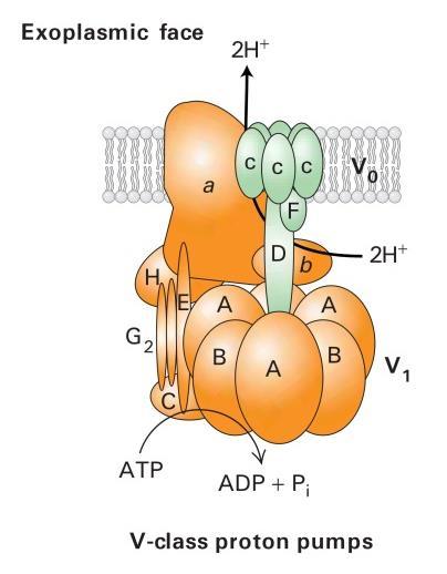 الکتروشیمیایی H ATP تولید می کنند.