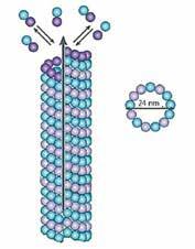 9 ششمین المپیاد علوم و فناوری نانو 32. میکروتوبولها ریزلولههایی پروتئینی با قطر داخلی 12 نانومتر و قطر خارجی 24 نانومتر هستند که در ساختار اسکلت درون سلولی نقش مهمی دارند.