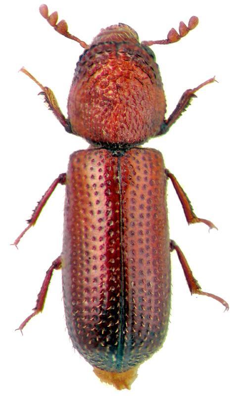 larve Rhyzopertha dominica