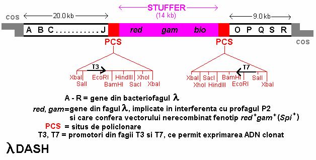 Vectorul λdash Fig.3.16. Vectorul λdash. Vectorul λdash (Fig.3.16.) este un vector de substituţie la care regiunea stuffer conţine genele red, gam şi bio.