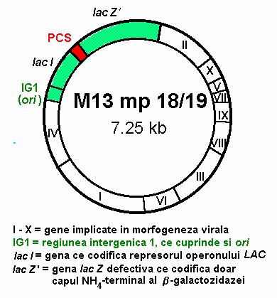 Cap. 3-1 Vectori de clonare terminal al β galactozidazei şi este capabilă să desfăşoare complementaţie cu gena lac Z de pe vector, restaurând activitatea normală a acestei enzime.