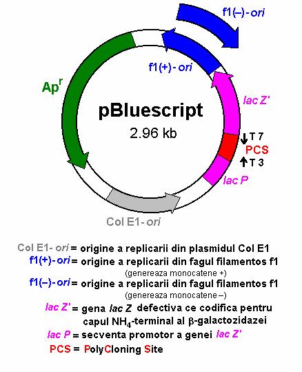 Vectorii puc 118/119 Fig.3.8. Vectorul puc 118/119. Aceşti vectori (Fig.3.8.) au o dimensiune de 3.2 kb şi sunt, de fapt, vectori hibrizi din categoria fagimidelor.