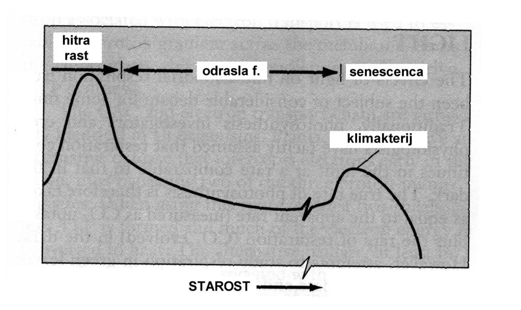 tip in starost rastlinskega organa metabolna aktivnost respiracija (npr.