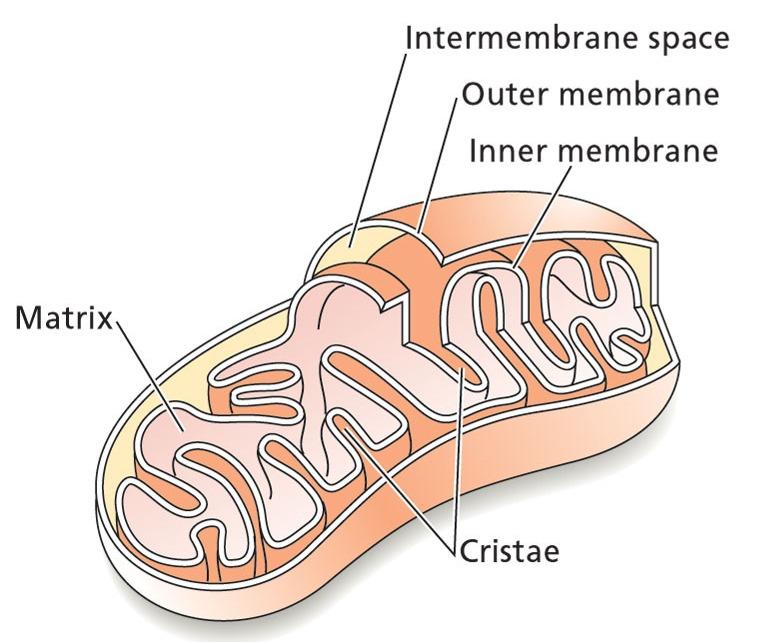 MITOHONDRIJ Medmembranski prostor