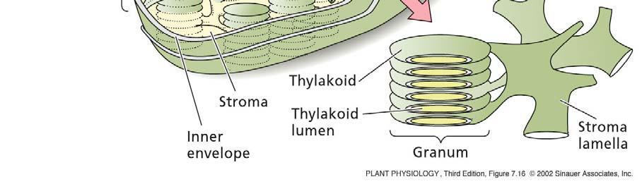 Zunanja membrana Grana lamele Tilakoida
