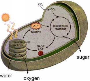 Kloroplast S pomočjo svetlobe nastajajo energetske molekule (ATP) in reducenti