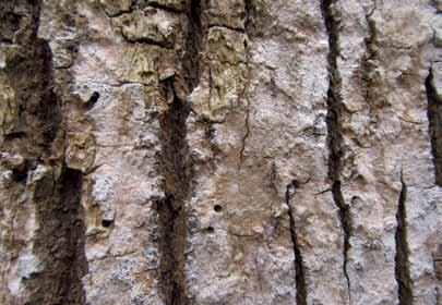 Stoga, čak i ako stabla imaju zdravu krošnju, smeđa piljevina na pridanku ili rupice na deblu indikator su sigurnoga odumiranja stabla.