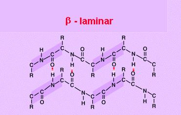Conformación β ou lámina plegada Nesta disposición os aas non forman unha hélice senón unha cadea en forma de zigzag, denominada disposición en lámina