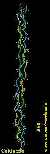 Estrutura fibrosa ou filamentosa As proteínas filamentosas frecuentemente teñen función estrutural ou protectora e