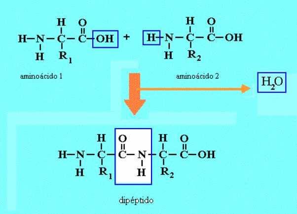 Formación do enlace peptídico Cando reacciona o grupo ácido dun aminoácido co grupo amino de outro fórmase un enlace