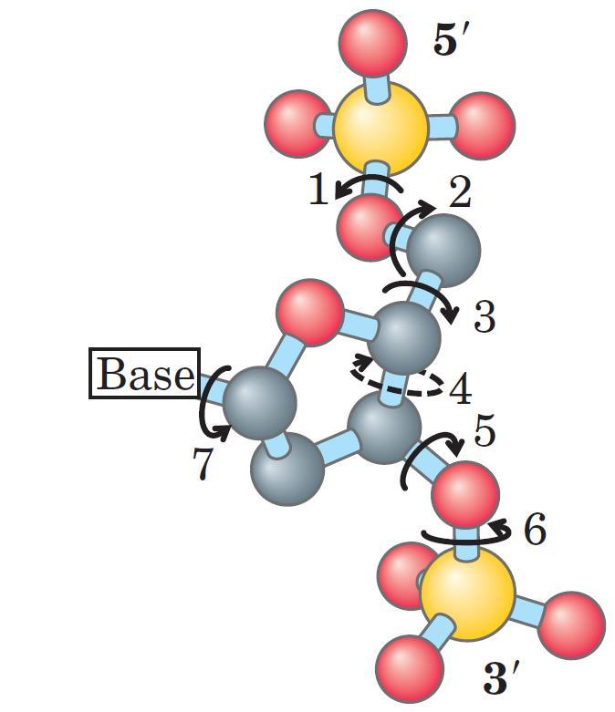 3/28/2018 Curs V - Structura acizilor nucleici 8 Conformații ale moleculei de DN Catena de DN (și RN) este deosebit de flexibilă și poate adopta diverse conformații.