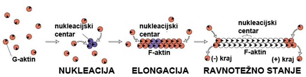 Dinamika aktinskog filamenta - In vitro, AF mogu da nastanu spontano (uz dovoljno G- aktina, ATP i Mg) ali je potrebno da nastane stabilno seme AF nukleacijski centar (trimer G-aktina) nukleacija AF