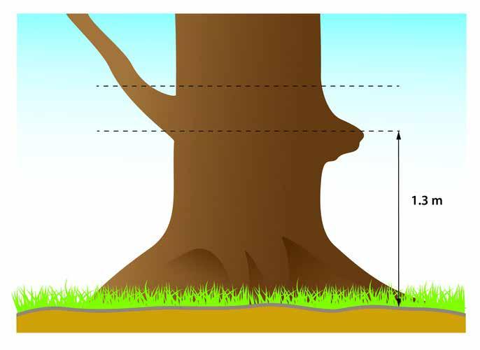 Đối với cây có chạc nằm dưới 1,3 m thì lấy số đo riêng biệt cho hai thân.