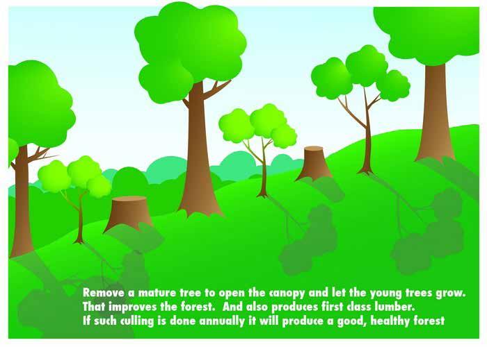 thành để mở tán và để cho các cây non phát triển, Cải thiện rừng.