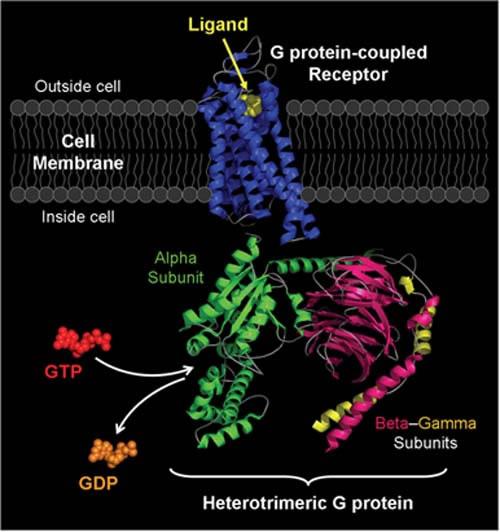Metabotropni receptorji izključno v evkariontih 7 α-heliksov (7 TM receptorji) Protein G je heterotrimerni protein iz podenot α, β in γ.