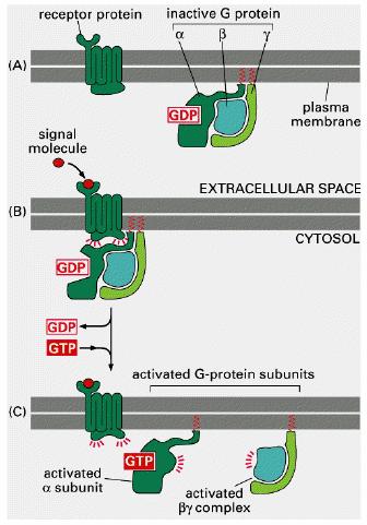 Ob vezavi nevrotransmiterja na metabotropni receptor pride do aktivacije proteina G, ki oddisociira od receptorja.