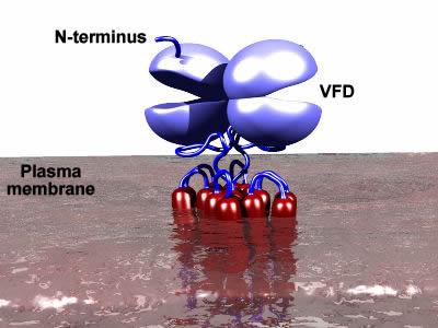 glie motiv 7 transmembranskih domen Dimerizacija, VFD (Venus flytrap domain) Delitev: receptorji skupine I mglu (mglu1 in mglu5; ti so