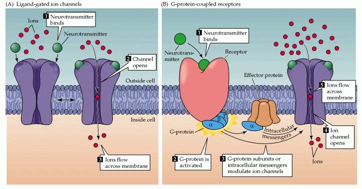 Vrste membranskih receptorjev Ionotropni Metabotropni: - Sklopljeni s proteinom G