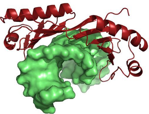 Interakcije med molekulami v bioloških sistemih Proteinske interakcije so