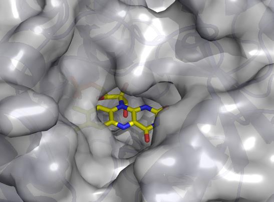 Interakcije protein-ligand Vezavna