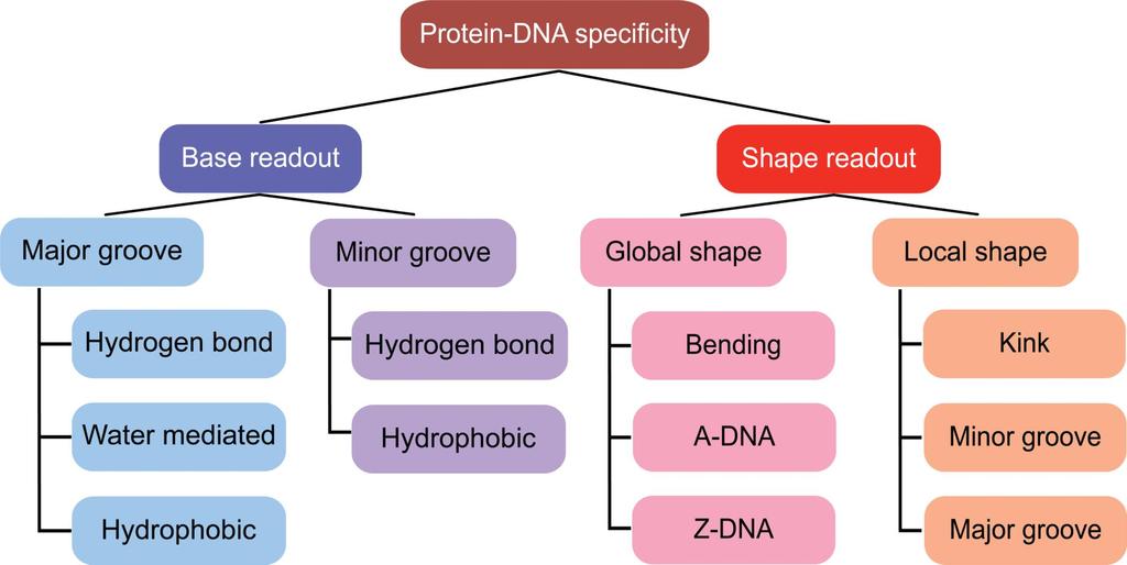 Interakcije protein-dna Rohs