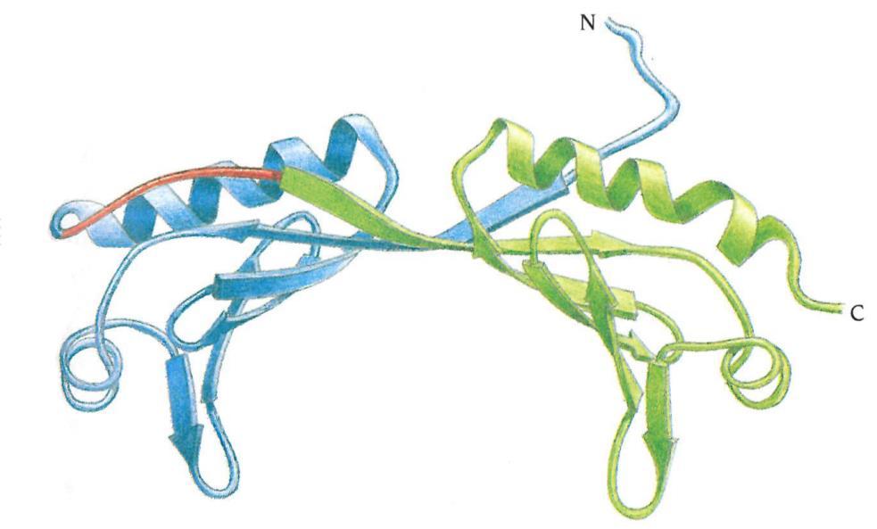 TATA-vezavni protein TBP je zgrajen iz
