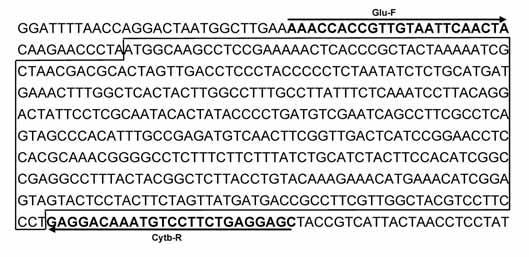 8 Fig.2 Location of primers in the cytochrome b region (mitochondrial DNA) from Thunnus alalunga 3.1 DNA PCR 16S rrna Fig.3 Cytochrome b Fig.4 16S rrna 600 bp Cytochrome b 400 bp Fig.