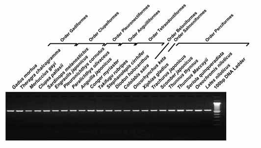 2 PCR 16S rrna Cytochrome b DDBJ 14 25 16S rrna Cytochrome b Fig.5 Fig.