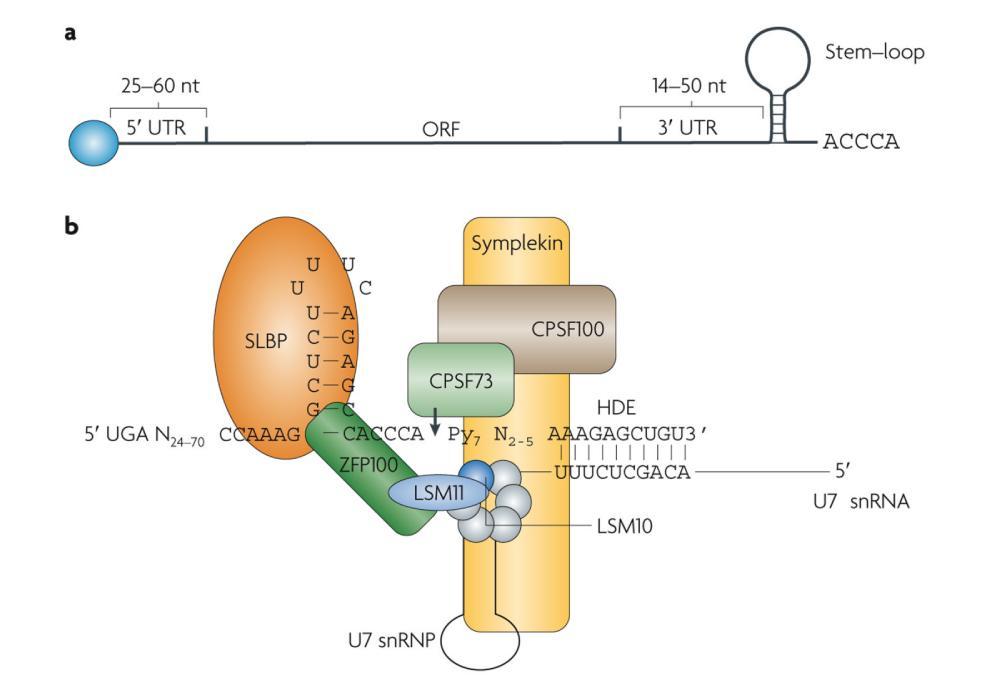 fosforilacija dovodi do lokalne dekondenzacije hromatina koja olakšava regrutovanje proteina za popravku dvlančanog prekida DNK. Zbog ove osobine γ-h2a.