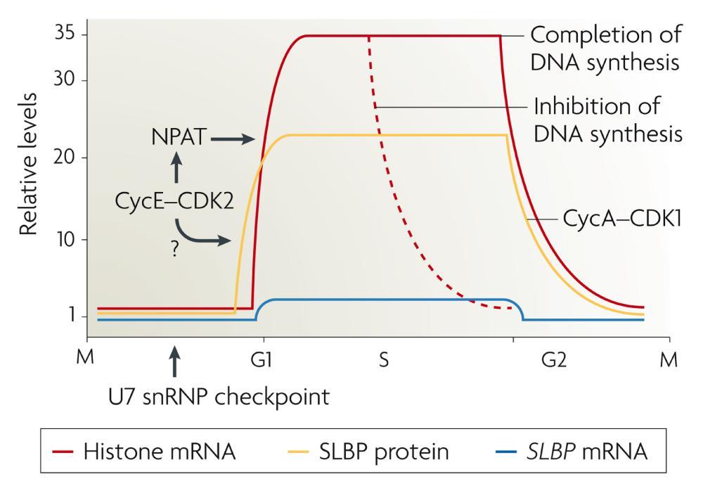 i replikacija DNK su čvrsto povezane tokom S faze. Inhibicija replikacije DNK u sredini S faze dovodi do brze degradacije histonskih irnk, ali ne i do promene nivoa proteina SLBP.