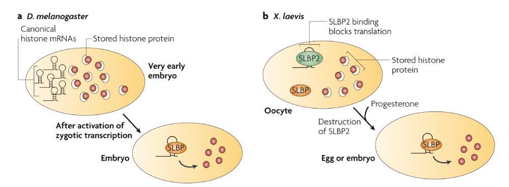 njih vezan protein SLBP karakteristilan za oocite, xslbp2.