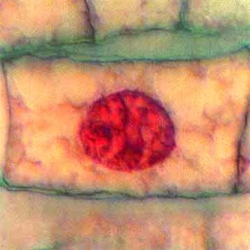 b c Mitoza somatskih ćelija korenčića crnog luka a 1.