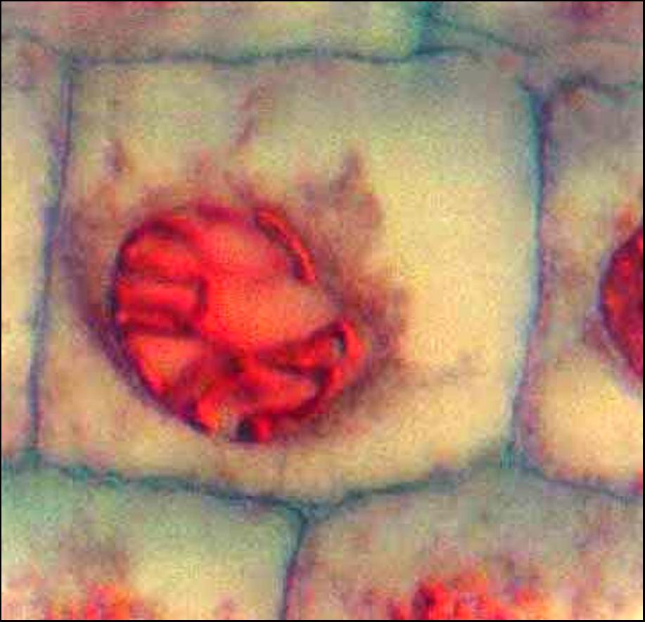 d Mitoza somatskih ćelija korenčića
