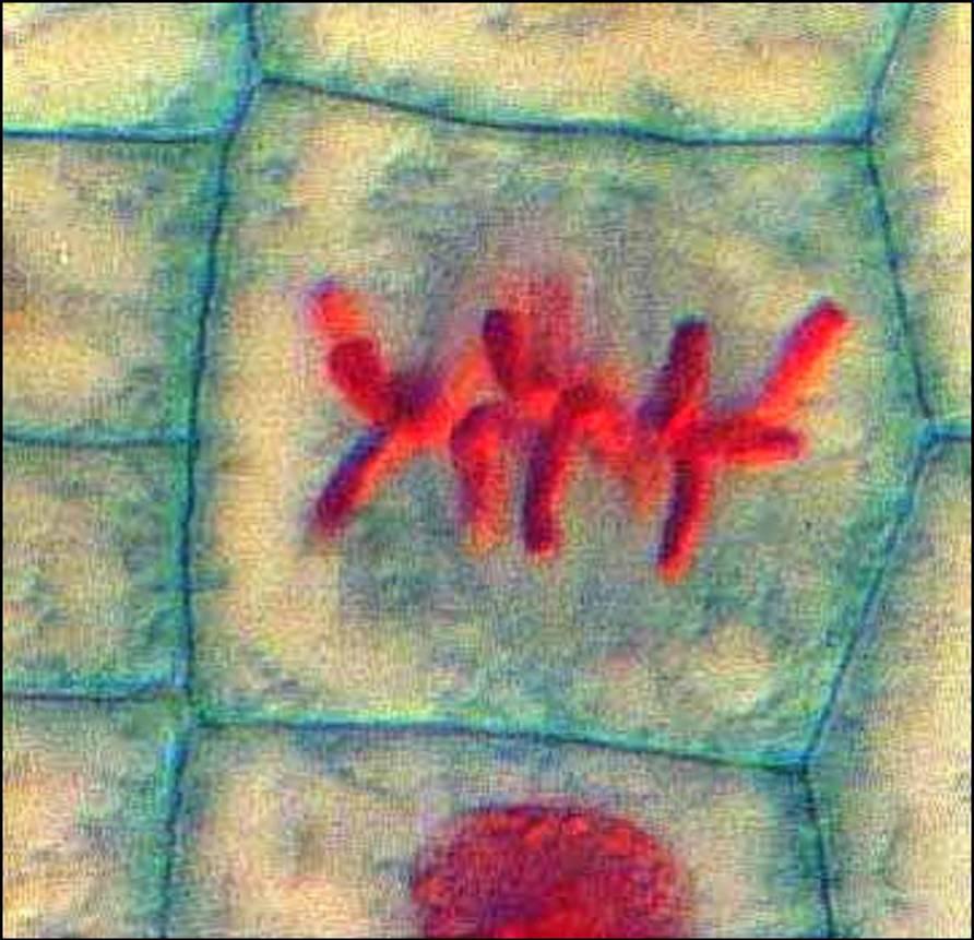 e Mitoza somatskih ćelija korenčića crnog luka 3.