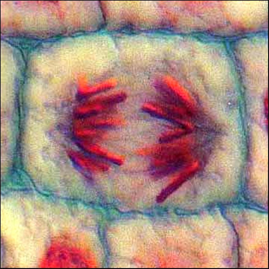 h g Mitoza somatskih ćelija korenčića crnog luka 4.
