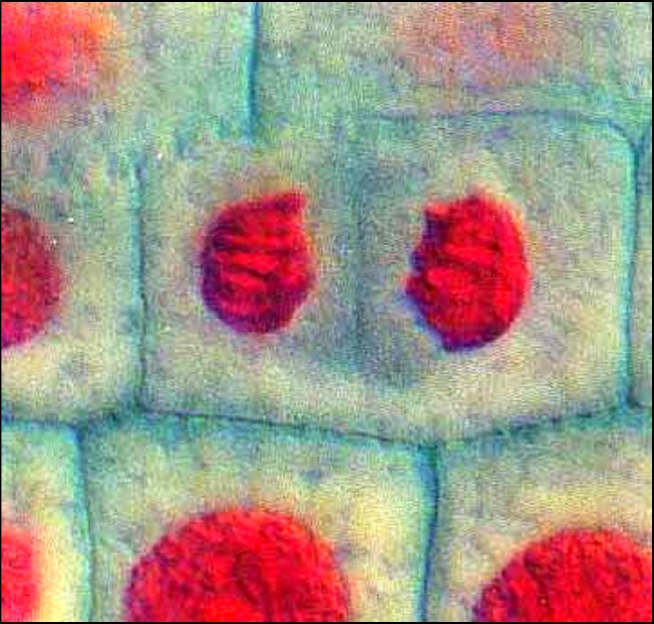 i Mitoza somatskih ćelija korenčića