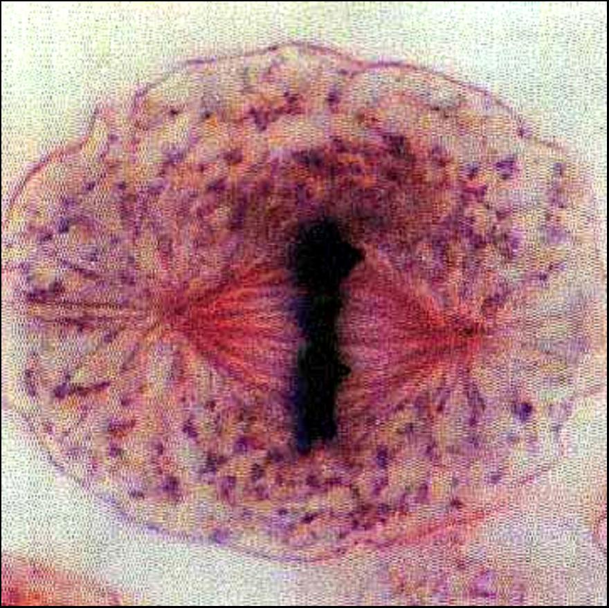 e Mitoza somatskih e ćelija embriona pastrmke 3.