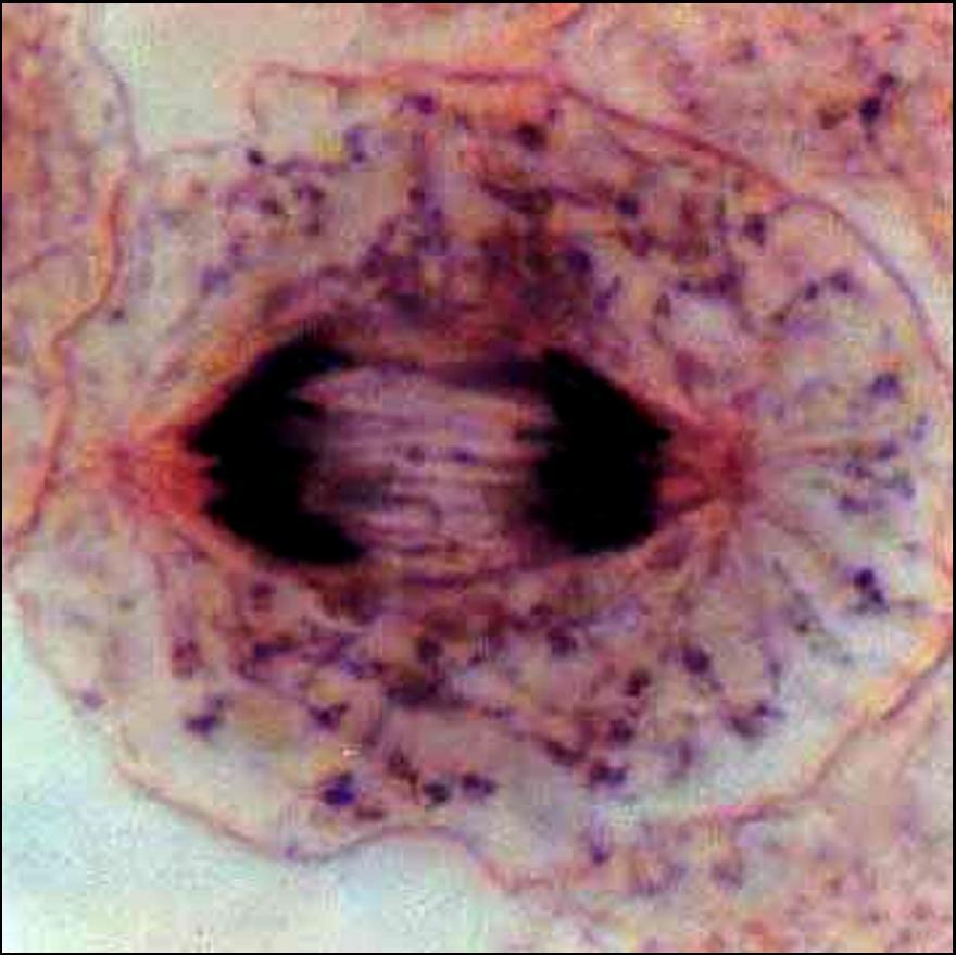 g Mitoza somatskih ćelija embriona pastrmke h 4.
