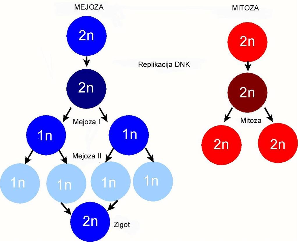 Ploidnost ćelije tokom mejoze i