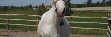 Veterinarski