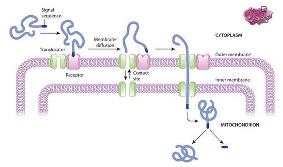Transport kroz membrane mitohondrija *Proteini mitohondrije