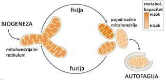 Fuzija i deoba mitohondrija